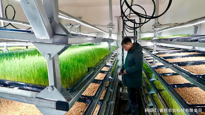 “永不停歇的牧草工厂”！水培技术365天连续生产打破季节限制(图3)