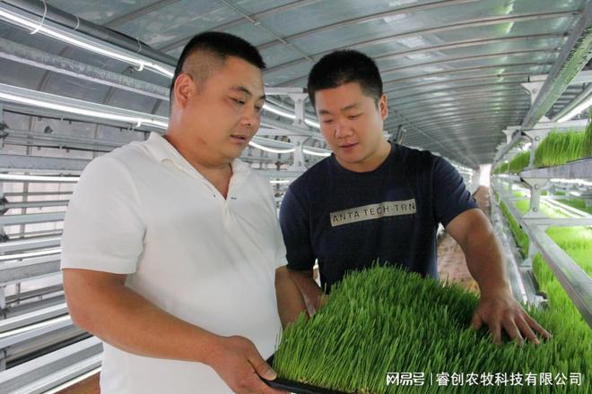 “永不停歇的牧草工厂”！水培技术365天连续生产打破季节限制