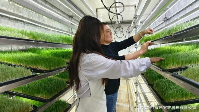 水培牧草设备暗藏什么玄机竟让畜牧养殖凯发旗舰厅“脱胎换骨”？(图2)