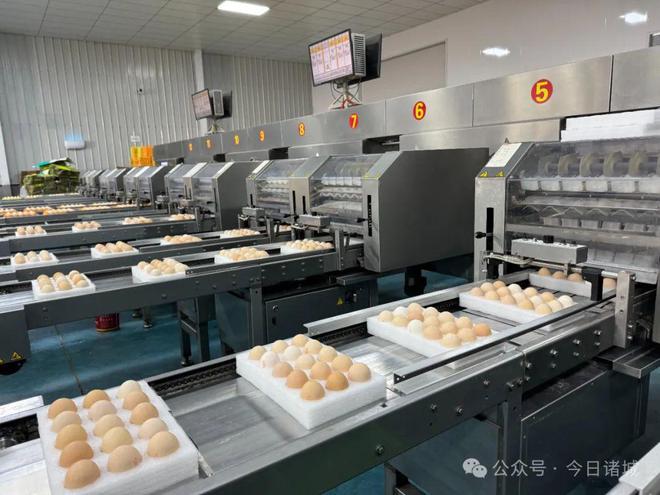 看诸城解码畜牧业“新质生产力”