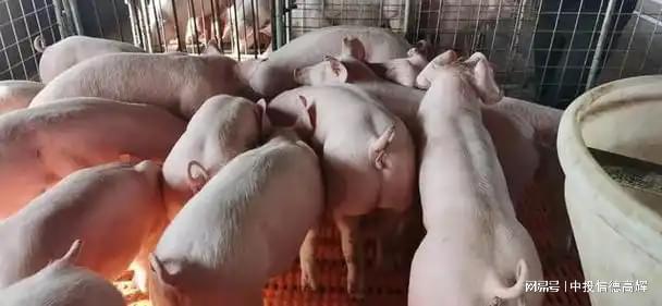 良种仔猪繁殖基地项目可行性报告定做编写