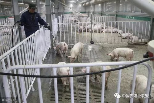 猪棚能改做成什么项目赚钱猪棚改造(图2)