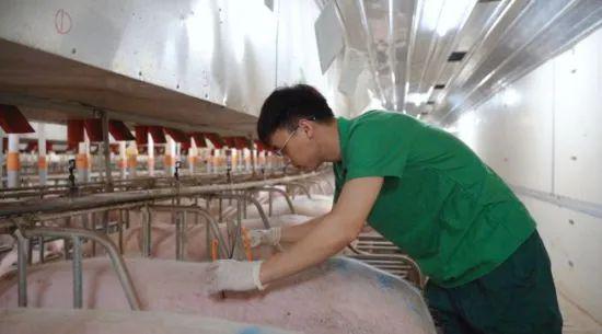 ag凯发从“破产”到“破茧”这家养猪企业如何涅槃重生