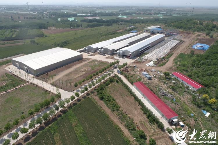 数智羽翼赋能未来农业：牧族科技重塑300万羽蛋鸡产业新纪元