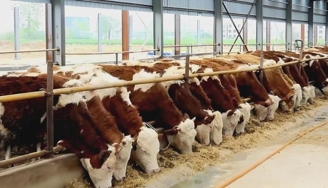 投资8000万的肉猪肉牛全产业链项目面向南方地区选址布局(图2)