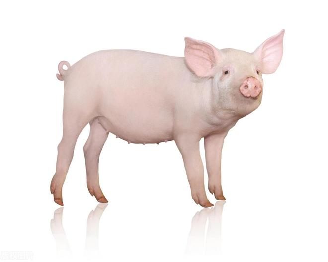 投资8000万的肉猪肉牛全产业链项目面向南方地区选址布局