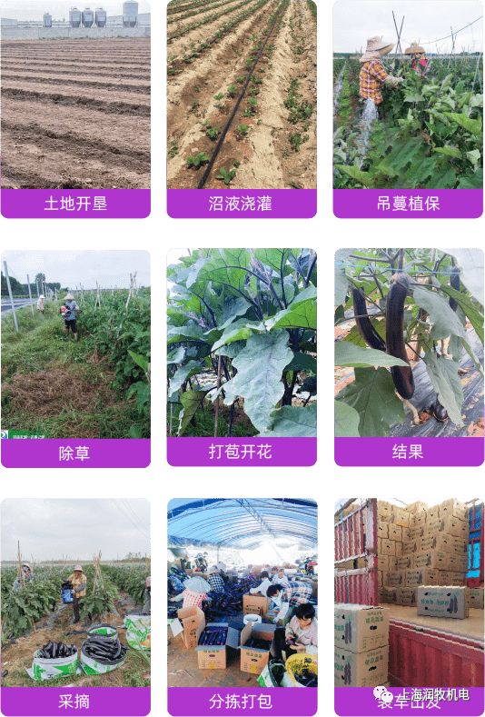 【养猪行业】浅谈种养结合养猪发展模式(图4)