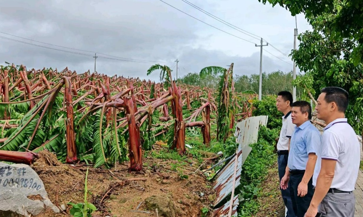 台风“剑鱼”致三亚1700余公顷农作物受灾农业部门加快推进农业灾后恢复生产