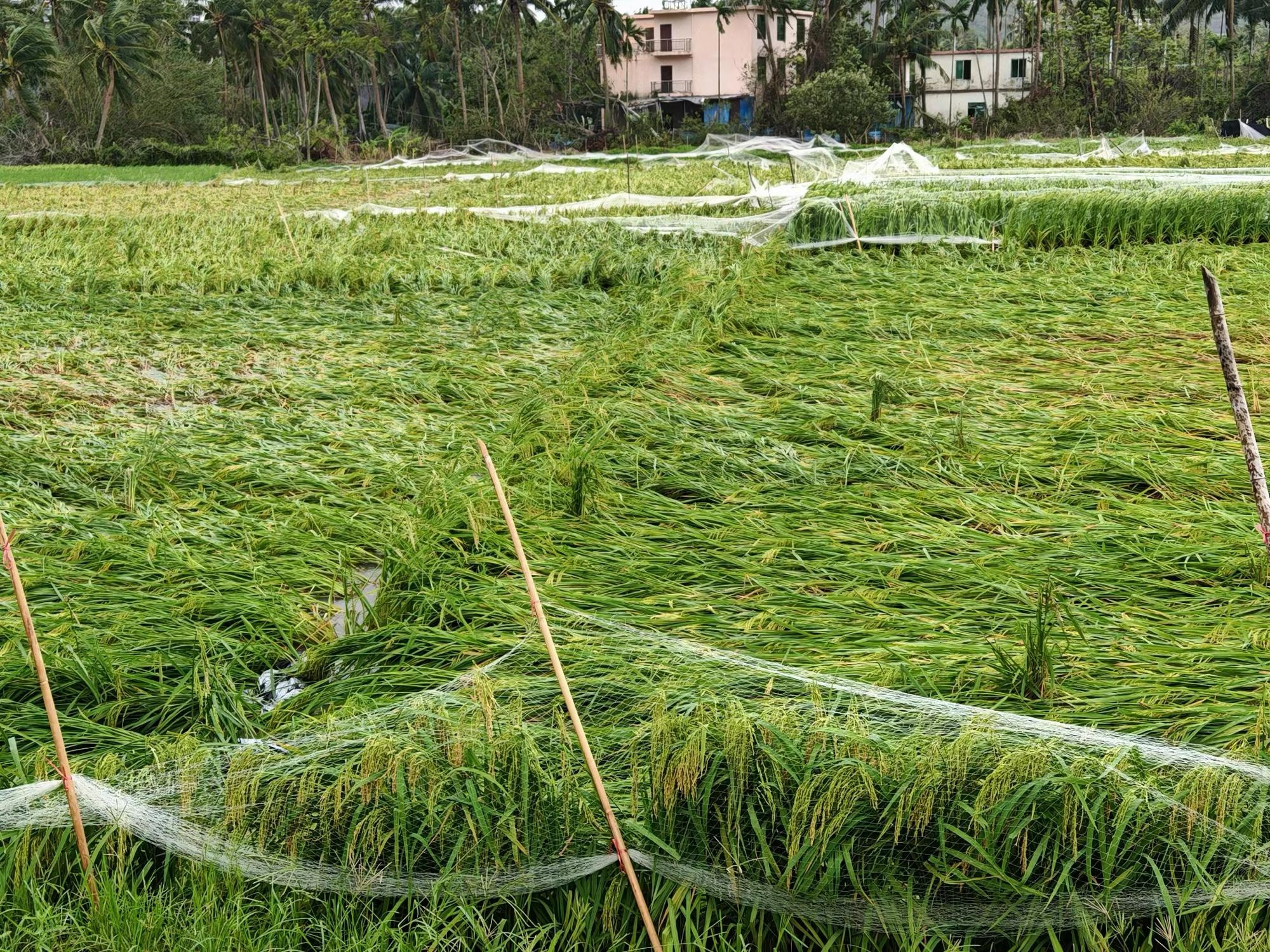 台风“剑鱼”致三亚1700余公顷农作物受灾农业部门加快推进农业灾后恢复生产(图3)