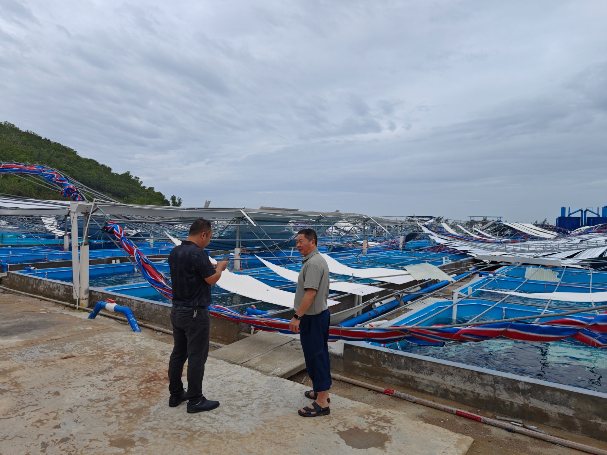 台风“剑鱼”致三亚1700余公顷农作物受灾农业部门加快推进农业灾后恢复生产(图2)