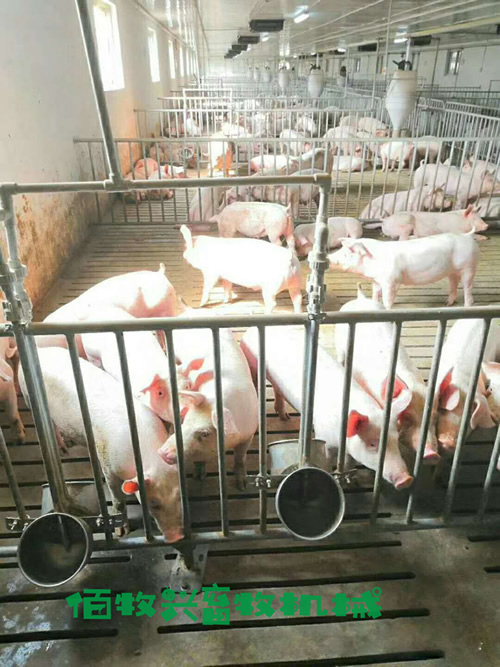 小规模猪场需要采购哪些养猪设备？哪些是比较实用的？