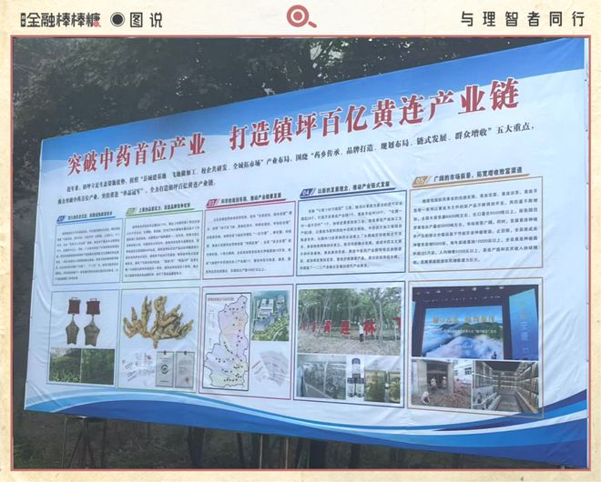 ag凯发50亿滴灌“秦药”：静等黄连熟透(图5)