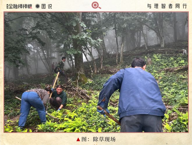 ag凯发50亿滴灌“秦药”：静等黄连熟透
