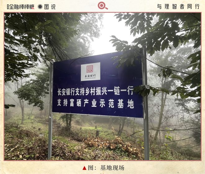 ag凯发50亿滴灌“秦药”：静等黄连熟透(图2)