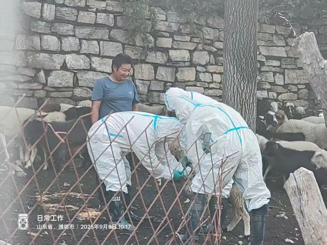 潍坊青州市王坟镇开展秋季动物防疫工作(图4)