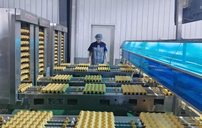 走进千村万企｜走进利民农牧绘就鸡蛋品牌化发ag凯发展新蓝图(图2)