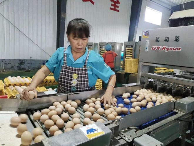 走进千村万企｜走进利民农牧绘就鸡蛋品牌化发ag凯发展新蓝图(图3)