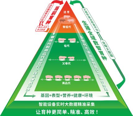“凯发旗舰厅普惠育种”模式升级20：低成本、易落地让中小猪场实现自主改良种群、提升遗传性能(图4)