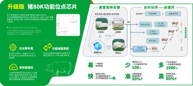 “凯发旗舰厅普惠育种”模式升级20：低成本、易落地让中小猪场实现自主改良种群、提升遗传性能(图2)