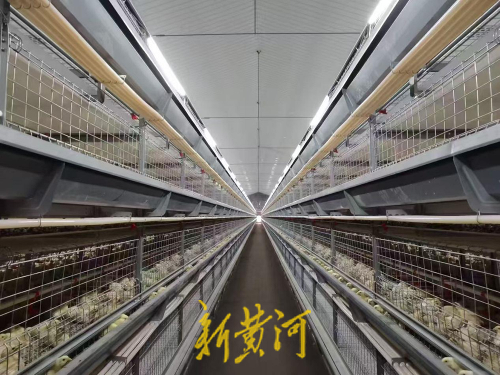 ag凯发新黄河刊发《潍坊高密：以项目建设撬动畜牧业全链升级