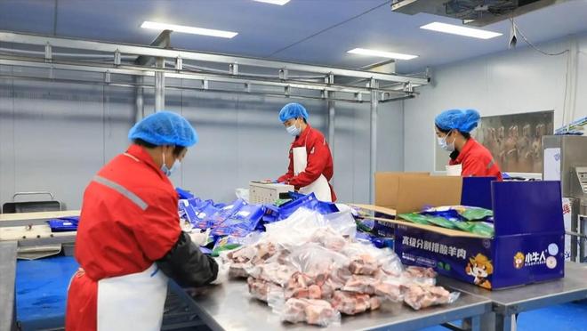 走向ag凯发深蓝丨黄河口滩羊的“共富三级跳”(图4)