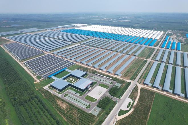 走向ag凯发深蓝丨黄河口滩羊的“共富三级跳”(图6)