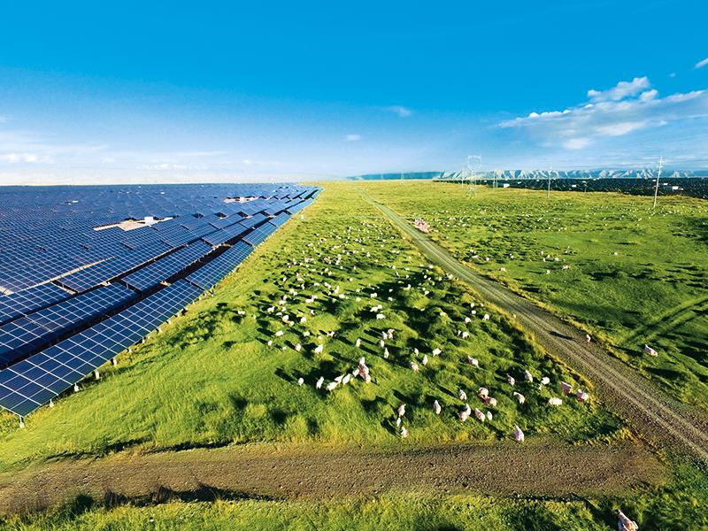 “光伏羊”唱出新牧歌