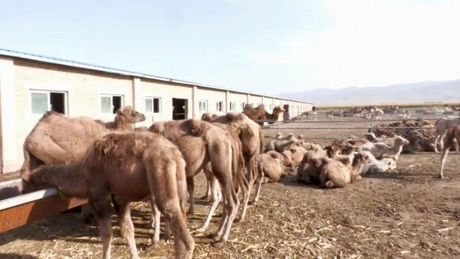 辉煌70年奋进新征程高质量发展骆驼产业为乡村振兴注入新动能