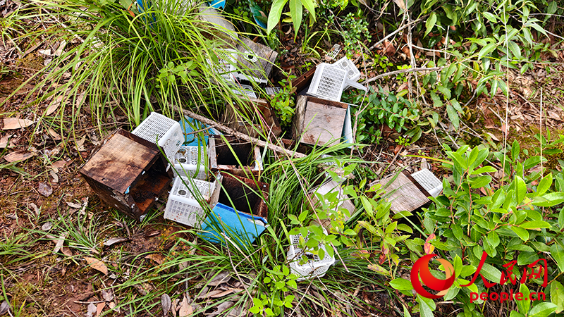 ag凯发人民直击｜云南胡蜂养殖调查：监管缺位亟待规范(图2)