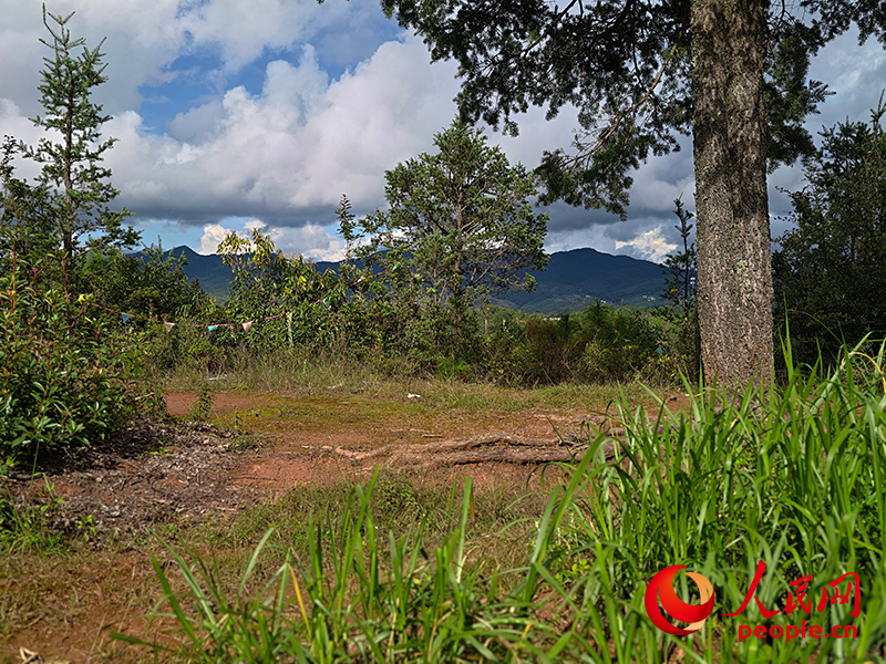 ag凯发人民直击｜云南胡蜂养殖调查：监管缺位亟待规范(图4)