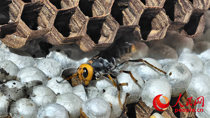 ag凯发人民直击｜云南胡蜂养殖调查：监管缺位亟待规范(图5)