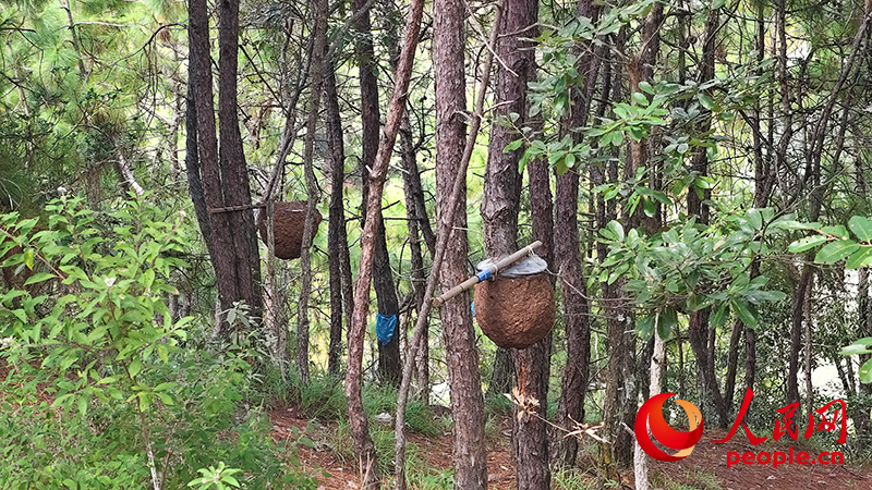 ag凯发人民直击｜云南胡蜂养殖调查：监管缺位亟待规范(图6)