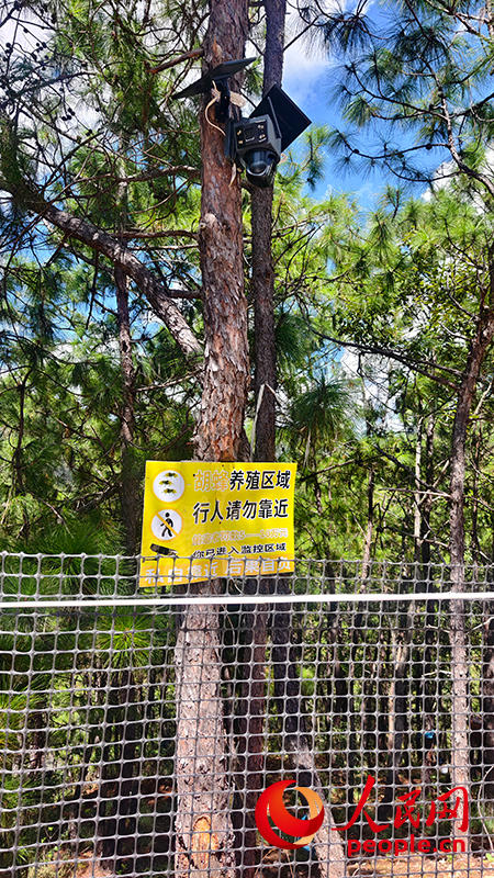 ag凯发人民直击｜云南胡蜂养殖调查：监管缺位亟待规范(图7)