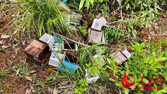ag凯发云南胡蜂养殖调查：监管缺位亟待规范(图2)