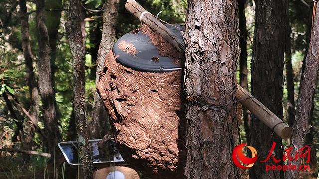 ag凯发云南胡蜂养殖调查：监管缺位亟待规范