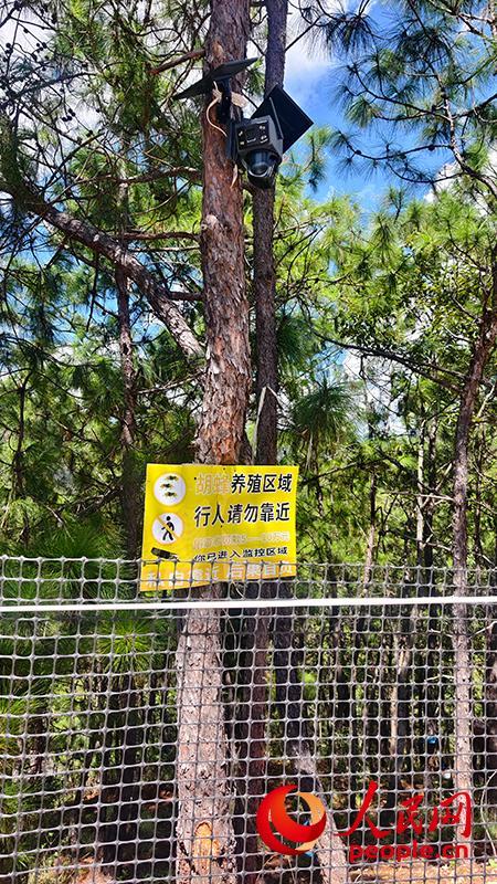 ag凯发云南胡蜂养殖调查：监管缺位亟待规范(图7)