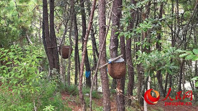 ag凯发云南胡蜂养殖调查：监管缺位亟待规范(图6)