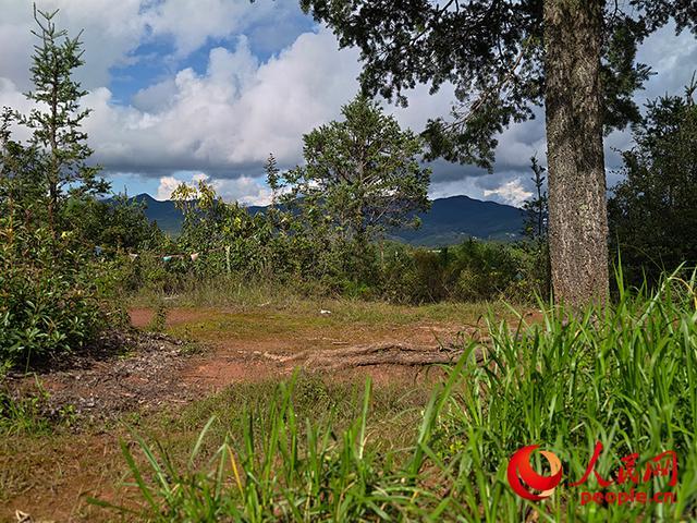 ag凯发云南胡蜂养殖调查：监管缺位亟待规范(图4)