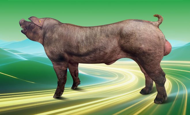 真牛！扬翔杜洛克种公猪拔得头筹！