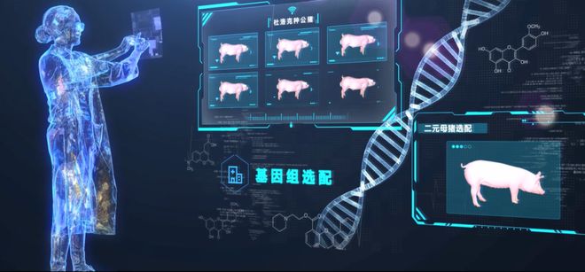真牛！扬翔杜洛克种公猪拔得头筹！(图2)