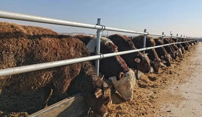 凯发国际砥砺奋进七十载天山南北谱华章聚焦品种改良稳固产业根基