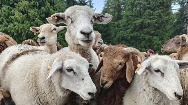 凯发国际砥砺奋进七十载天山南北谱华章聚焦品种改良稳固产业根基(图3)