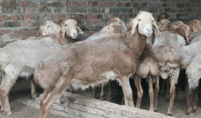 凯发国际砥砺奋进七十载天山南北谱华章聚焦品种改良稳固产业根基(图2)