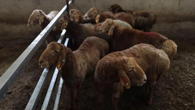 凯发国际砥砺奋进七十载天山南北谱华章聚焦品种改良稳固产业根基(图6)