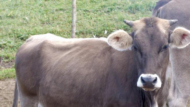 凯发国际砥砺奋进七十载天山南北谱华章聚焦品种改良稳固产业根基(图4)
