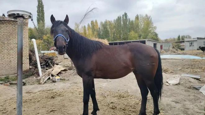 凯发国际砥砺奋进七十载天山南北谱华章聚焦品种改良稳固产业根基(图5)