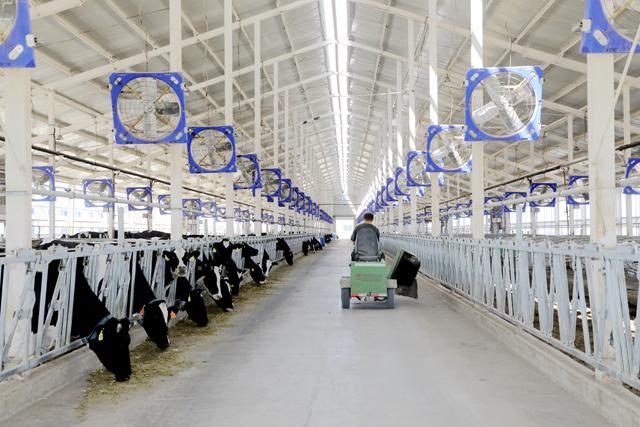 莎车县：牛产业“犇”向新未来现代化养殖绘就乡村振兴新图景