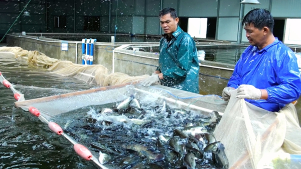 贵港市港北区：设施农业奏响乡村振兴协奏曲