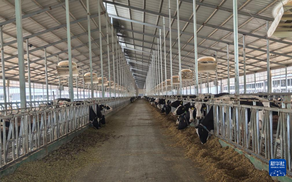 甘肃古浪：科技赋能信贷护航奶业发展-新华网(图2)