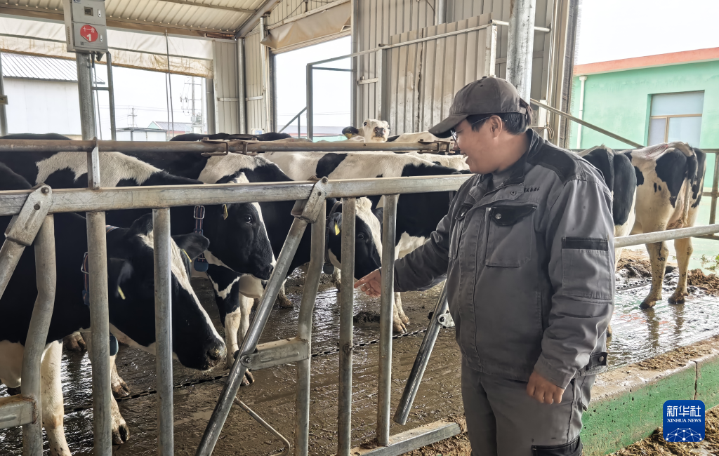 甘肃古浪：科技赋能信贷护航奶业发展-新华网(图1)